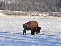 37  Le bison des bois, plus massif que son cousin le bison des plaines, est le plus gros mammifère terrestre d'Amérique du Nord (il peut peser jusqu'à 1t). Après avoir failli s'éteindre au Yukon, le bison a été réintroduit dans les années 1980-1990 et sa population yukonnaise représente à présent la deuxième harde au monde.