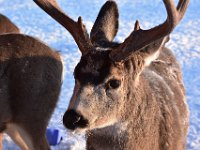 40  Cerf mulet.