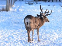 42  De la même famille que le cerf de Virginie ("whitetail"), le cerf mulet se différencie notamment à ses oreilles (plus grandes) et sa queue (plus petite avec du noir seulement au bout) qui ne cache pas beaucoup ses fesses blanches.