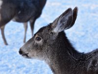 45  Femelle cerf mulet. Leurs grandes oreilles sont sensibles aux gelures en hiver.