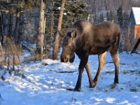 48  Jeune orignal mâle qui a été sauvé sur la route après un accident et qui s'adapte bien à sa nouvelle "famille".