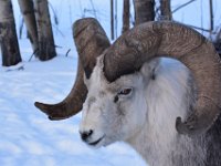 52  Mouflon de Dall ("Thinhorn Dall's Sheep"). On le trouve exclusivement en Alaska et au Nord-Ouest du Canada. En langue anglaise, il existe trois espèces de Thinhorn Sheep : Dall's, Stone's et Fannin's, que l'on reconnaît à leur robe (ils ont évolué vers des couleurs différentes pour se fondre dans leur environnement). Il y a de grandes chances d'en observer à Sheep Mountain dans le Parc National de Kluane. Ils sont chassés, comme les orignaux. Lorsque les cornes sont recourbées comme ici, le mouflon a plus de 7 ans (il vit environ 14 ans). Le Yukon en compte 20 000.