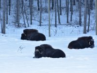 53  Boeufs musqués (muskox). Leur laine en sous-couche, qui est aussi douce que le cachemire est huit fois plus isolante du froid que celle du mouton. Leur mue annuelle est ainsi très recherchée. Les boeufs musqués ont migré au Yukon depuis l'Alaska où ils avaient été réintroduits en 1969 et le Yukon en compte à présent entre 150 et 200. Ils ont été beaucoup chassés pour leur viande et leur fourrure par les explorateurs, d'autant qu'ils ne fuient pas, leur technique défensive consistant à faire bloc et face au prédateur en encerclant les jeunes, ce qui est efficace envers les loups mais malheureusement pas envers les hommes.