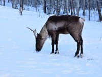 54  Le caribou et le renne sont le même animal ! "Caribou" est le nom canadien et "renne" le nom européen. Le caribou est le symbole du grand nord, on le retrouve dans toute la zone circumpolaire. Il est parfaitement adapté pour résister au froid. Les caribous utilisent leurs pieds pour gratter la neige pour trouver les lichens pour se nourrir. Leur long conduit nasal réchauffe l'air avant qu'il n'entre dans les poumons. Il y en a 200 000 au Yukon (la célèbre harde de Porcupine continue de grossir).