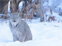 55  Le lynx. Ses larges pieds font comme des raquettes et lui permettent d'évoluer rapidement dans la neige fraîche et de courser le lièvre, sa proie de prédilection. On le retrouve dans toute la forêt boréale du Yukon.