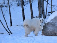 57  La chèvre des montagnes occupe une place très importante dans les communautés autochtones (notamment Tlingit), grâce à sa laine et sa viande.