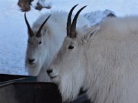58  Le Yukon compte 1700 chèvres des montagnes dont plus de la moitié dans le Parc National de Kluane.