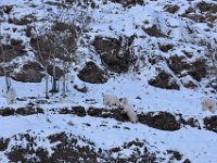 60  Les chèvres des montagnes ont le pied sûr et sont à l'aise dans les terrains accidentés. Elles grimpent, marchent le long d'étroites arêtes et sont capables de bonds de 3m.