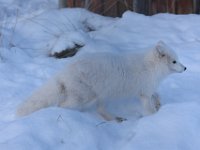 61  Renard arctique, dont la robe se confond avec la neige.