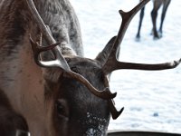 62  Caribou.