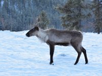 64  Les caribous sont les seuls cervidés chez qui les femelles gardent leurs bois tout l'hiver jusqu'au printemps. Elles utilisent les nutriments pour nourrir leur futur bébé. Les mâles, eux, ont leurs bois entre la fin de l'été et le mois de décembre (pendant le rut).