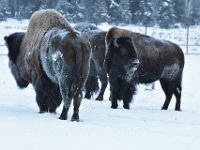 69  Le bison est parfois appelé à tort buffalo, ce qui se réfère au bufle, un cousin éloigné habitant l'Asie et l'Afrique. Le bison fait partie des espèces en danger du Canada, qui en compte moins de 10 000 à l'état sauvage dont 1100 au Yukon. Ces animaux, surtout lorsqu'ils courent, sont impressionnants par leur masse, et aussi par leur souffle et leur brame !