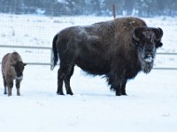71  Les bébés bison naissent bien développés avec une robe fauve orange. Il est crucial pour leur survie qu'ils restent près de leur mère.