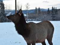 72  Wapiti femelle.