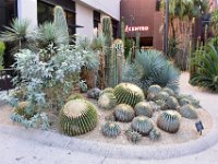 15  La première chose qui frappe en arrivant à LA est la sécheresse : la végétation est quasi exclusivement constituée de cactus, cocotiers, palmiers, etc., le sol est sec et sablonneux, il n'y a pas d'herbe mis à part dans des villas de luxe.