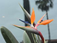 3  Un oiseau de paradis :)