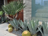 5  La végétation rappelle que le désert commence aux portes de la ville. Faire un tour au Joshua Tree National Park près de Palm Springs doit valoir le coup !