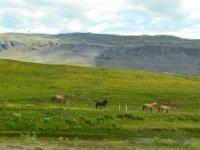 5  Chevaux Islandais