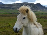 13  Chevaux islandais