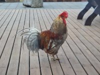 17  et ses animaux !
