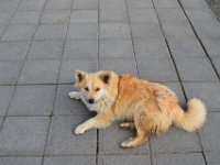 18  Chien islandais