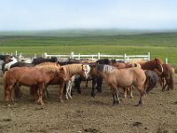 19  Les chevaux islandais de Gauksmyri.