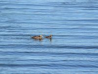 3  Pas de phoque, mais des canards ...!