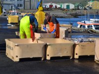 9  A l'arrivée d'un bateau, le tri des poissons.