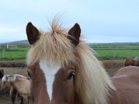 7  Safari, le cheval d'Adrien