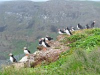 10  Les macareux moine, emblèmes de l'Islande, sont très nombreux sur l'île de Grimsey. Ils n'y ont pas de prédateur car l'île n'abrite ni chat, ni chien.