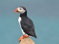 11  Le macareux se dit "puffin" en anglais et "lundi" en islandais