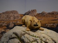 4  La visite de la Galerie de l'Aurignacien complète la visite. Ici, un lion des cavernes.
