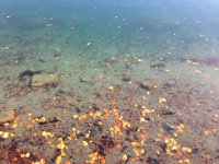 2  Offrant des visages variés et toujours splendides à chaque saison, le Lac Pavin s'offre en automne un écrin d'or.
