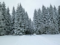 6  Au détour des pistes, on se sent touts petits au pied des sapins givrés !