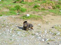 1  Départ du Pré de Madame Carle (1874 m), au fond de la vallée de Vallouise / Puy St-Vincent, à environ 1h de Briançon, un repère de marmottes :) !