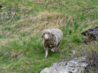 13  Arrivée tonitruante d'un autre animal : un bélier apparemment perdu qui va nous suivre et nous coller de façon bien insistante (coups de tête, etc.) ! Nous allons le semer quand il s'arrêtera auprès d'une autre famille ...!