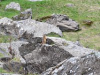 14  Marmotte à l'affût :)