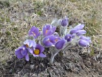 7  Crocus