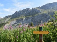 14  Epilobes en épi ("fireweed"), la fleur emblématique du Yukon ;) !