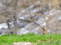 15  Marmotte :)