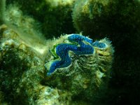 11  Deuxième arrêt snorkeling dans un Jardin de corail à l'est de l'île, près du récif. Des bénitiers (Pahua) aux couleurs éclatantes :)