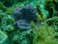 14  Des patates de corail violettes qui témoignent de la bonne santé des coraux. Ils blanchissent lorsqu'ils perdent leurs algues symbiotiques et meurent. Nous avons d'ailleurs rencontré à la pension une famille d'espagnols dont l'un des fils fait un doctorat en Polynésie sur les coraux et qui nous a expliqué beaucoup de choses :)