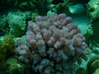 19  Beau corail rose.