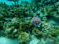 20  Les coraux sont des animaux au squelette calcaire et ils vivent en symbiose avec des algues. Le réchauffement des océans tue les coraux car ceux-ci expulsent ces algues et meurent, ils blanchissent. La perte de coloration des récifs est donc symptomatique du réchauffement climatique. Attention de ne pas se griffer les jambes sur les coraux en nageant quand il y a peu de fond car ils sont irritants et provoquent des cloques brûlantes sur la peau (ce que j'ai (Marion) appris à mes dépends). Une façon efficace de guérir cela est de mettre du jus de citron.
