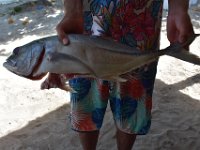 25  La carangue que nous allons manger ce midi. Avec la culture du tiare tahiti et de la pastèque sur les motu, la pêche est l'une des principales sources de revenus de Maupiti.
