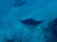 4  Premier arrêt pour une séance de snorkeling hors du commun avec les raies manta :)
