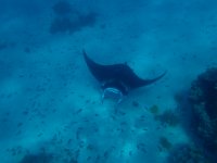 5  Ces animaux sont immenses, d'une envergure d'environ 6m pour les plus grandes. Celle-ci mesure environ 3m, ce qui est déjà impressionnant.