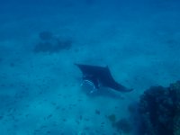 6  Le lagon de Maupiti est l'un des meilleurs endroits pour voir les raies manta qui viennent se faire nettoyer le dessous du corps (stations de nettoyage) par des labres, dans environ 6m de fond.