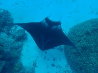 8  La diversité de la faune que l'on peut voir en snorkeling (plongée en masque et tuba) en Polynésie est incroyablement riche. Les raies manta peuvent aussi s'admirer "par en-dessous" en plongée bouteille, ce qui doit être magnifique aussi !