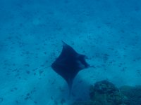 9  Nous avons la chance de voir un bébé et un adulte. Les raies manta se déplacent lentement, semblant glisser dans l'eau, elles sont très impressionnantes avec leurs deux "cornes" (qui sont en réalité des nageoires céphaliques qui leur servent à diriger la nourriture vers leur bouche !)
